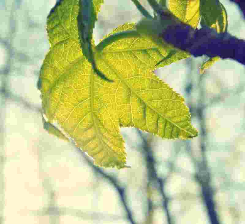 Incidunt repudiandae doloribus quo