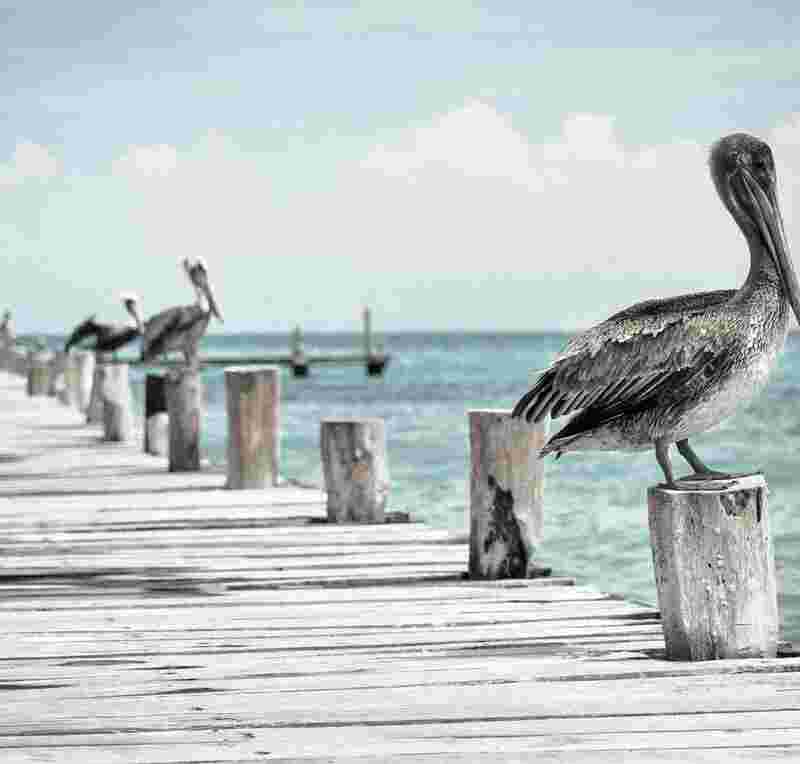 Delectus qui culpa est consectetur esse deleniti